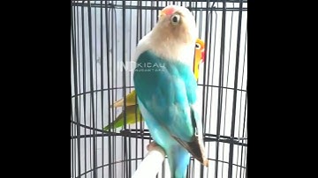 Lovebird ngetik sambung ngekek | labet ANACONDA BF 02