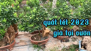 quất tết 2023 quất bon sai, giá quất tại vườn
