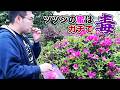 ツツジの蜜吸って毒でキマってみた