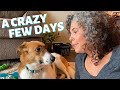 LIFE WITH MY SHELTER DOG ~ BORDER COLLIE RESCUE ~ ADOPTING A SHELTER DOG