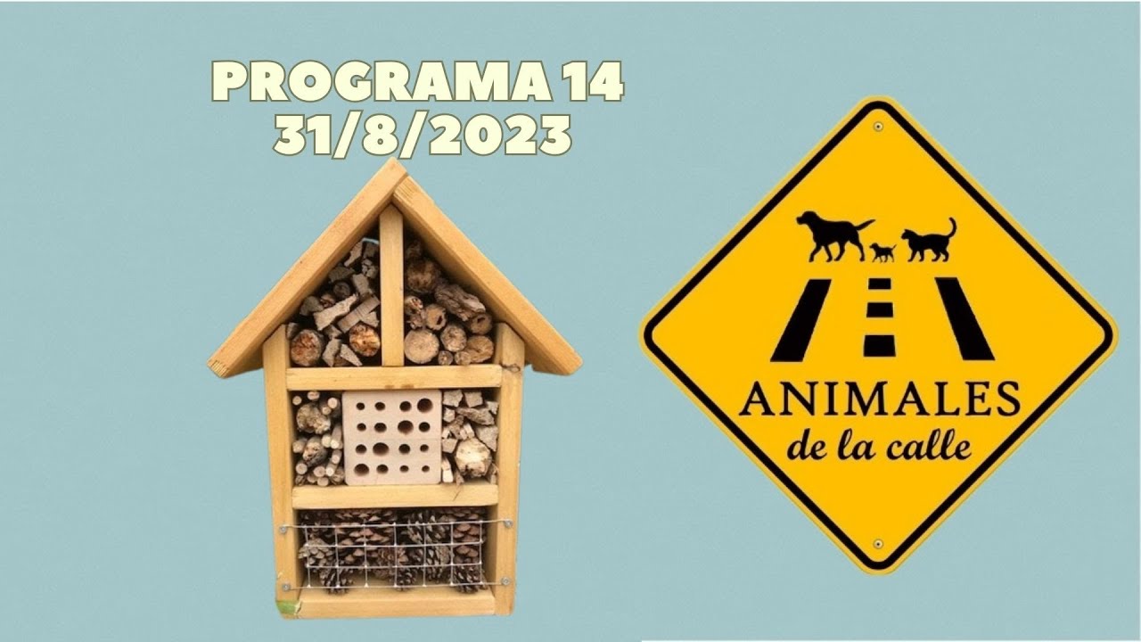 Animales De La Calle 14 31 08 2023 YouTube animales-de-la-calle-14-31-08-2023-youtube