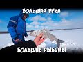 Большая река - большие рыбины