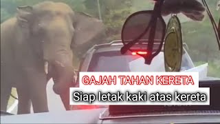 GAJAH BUAT SEKATAN JALAN RAYA DI JALAN GERIK KE JELI | SIAP LETAK SATU KAKI ATAS KERETA | #gajah