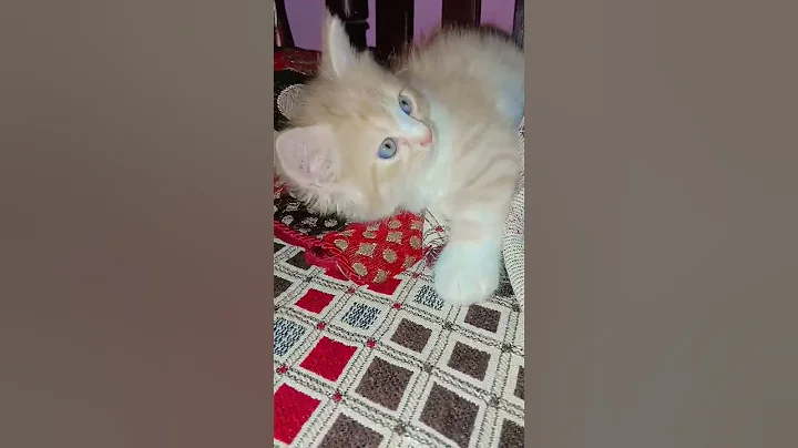 Video 11302671: persian kitten blue eyes, cat kitten
