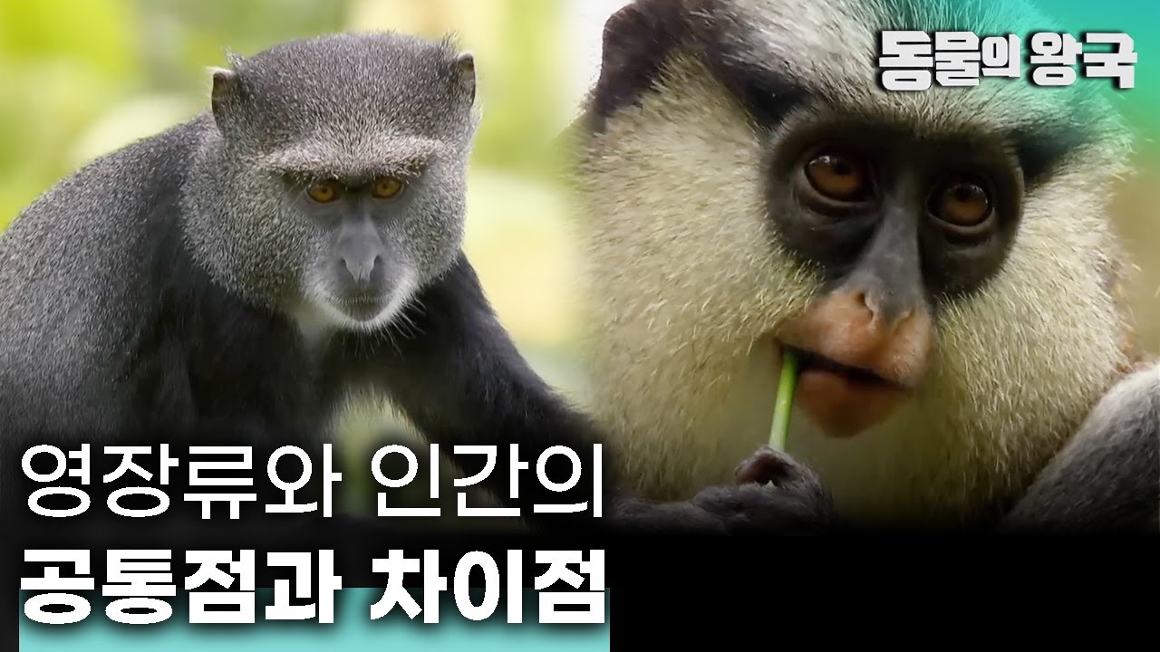 [앙코르] 같은 듯 다른 느낌! 인간의 사촌들, 영장류 이야기 | 인간의 사촌들 영장류 - YouTube