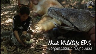 Nick Wildlife EP.5 งูกัดงูรัดต้องทำอย่างไร? ...เมื่อต้องรับมือกับงูจอมพลัง