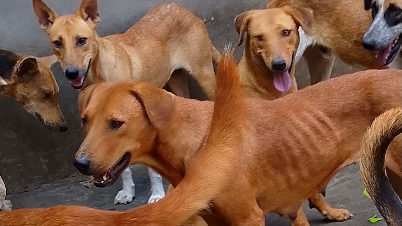 Stuart dogs rescue 🐶 is live 🥰 - YouTube
