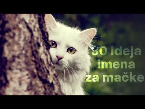 Video: Najpopularnija imena za perzijske mačke
