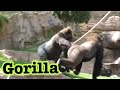 Gorilla 💎 Winston & Frank 💎 Winston drumming and has eye on Frank 💎 ゴリラ 💎San Diego Safari Park