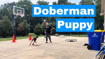 Young fearful Doberman’s e collar introduction