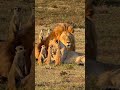 Lions 🦁