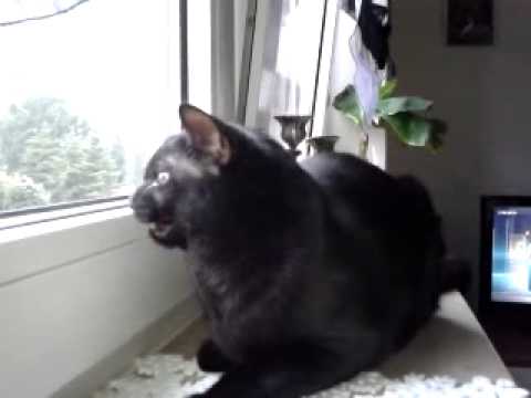 Katze Sieht Eine Taube Und Macht Komische Töne Youtube