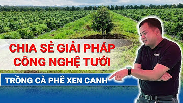 Chia sẻ giải pháp công nghệ tưới - Trồng cà phê xen canh | Khang Thịnh - Netafim
