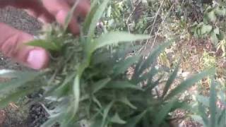 Outdoor Plot #4