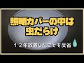 照明カバーの中は虫だらけ！１２年分の虫を掃除する