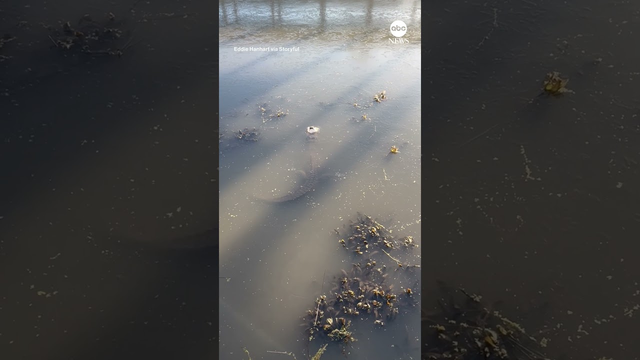 This is how an alligator survives the cold