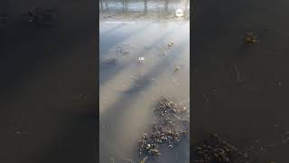 This is how an alligator survives the cold