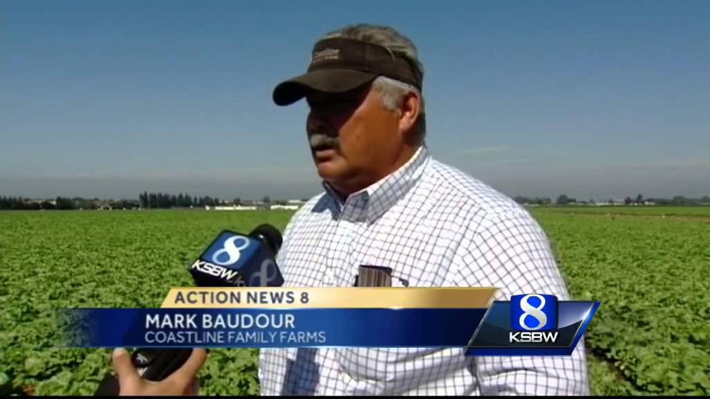 Lettuce crops having trouble in Salinas Valley