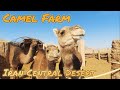 Daily Life at a Camel Farm in Iran's Central Desert