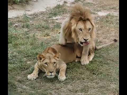 Lions Mating | Lions Love 💕| Lion Sounds | Lion Mating Sounds | Lions