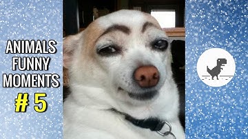Khoảnh khắc hài hước của động vật #5 | Animals Funny Moments