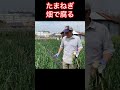 たまねぎ栽培失敗しました