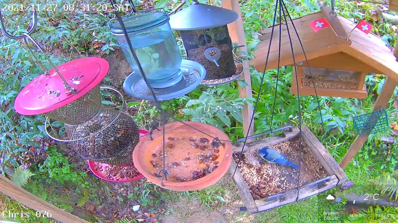 Bird Feeder Live in Switzerland https//dlive.tv/chris_076 YouTube
