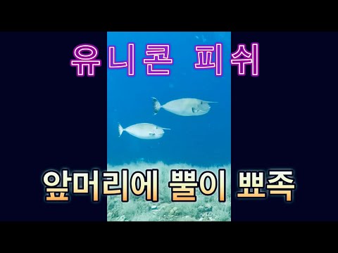 ❤️더잘난❤️유니콘 피쉬를👍🏻만났어요😘앞머리의 뿔이 넘나 멋쪄요👍🏻<strong>본적</strong> 있나요???🌈여긴 말라파스쿠아~❤️⚡️❤️