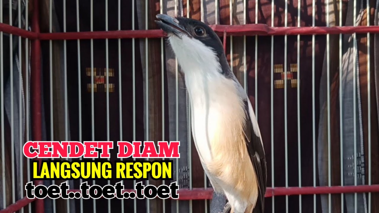 Suara Pancingan Cendet Gacor Toet Toet Bikin Cendet Diam LANGSUN Respon Nyaut Emosi Ikutan Bunyi