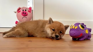 (ENG Sub) Shiba Inu Puppy's Toys
