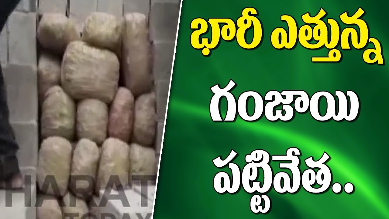 Directorate Of Revenue Intelligence Found And Seized 1192 Kgs Of Cannabis Sativa