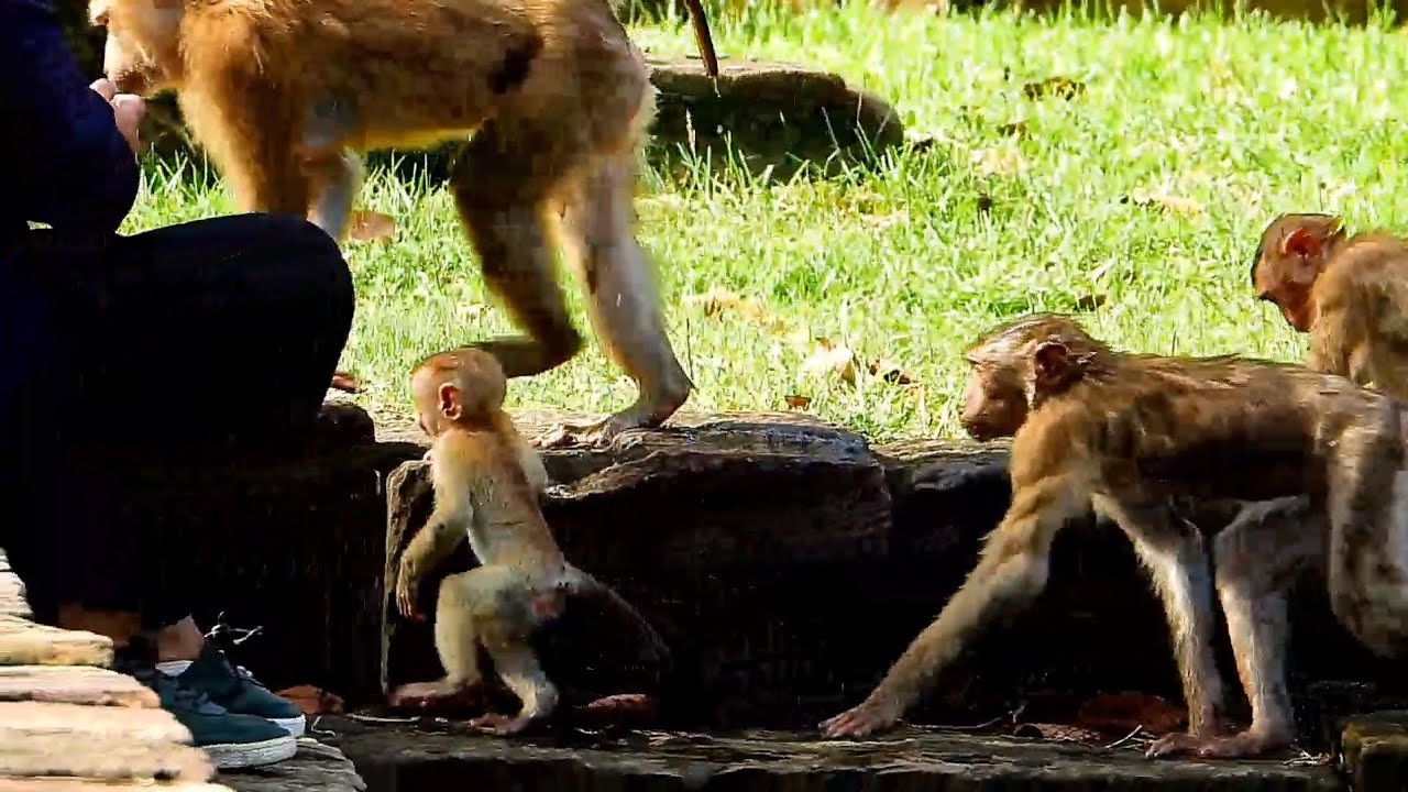 Pityful,  Poor Baby Monkey Lucie walks falling down to the rock hole,  mommy monkey Luna doesn't see