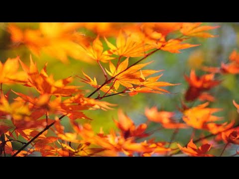 李建復  網住一季秋