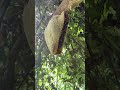 Dangerous Wild Honey Hunt – Conquering a Giant Honeycomb in the Forest #wildernesswanderer