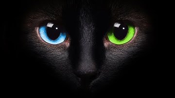 Understanding Bias - Bias, Love, & Mind Explained