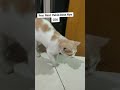 SI MOCI YAKIN BABUNYA CEO!