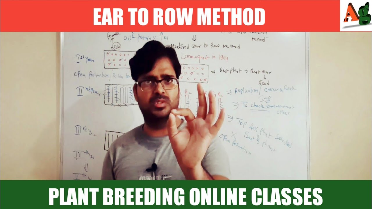 Ear to Row Method of Plant Breeding | Agriculture RS Rajput