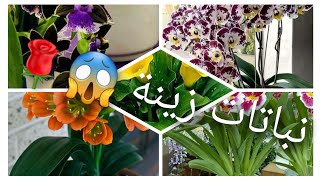#اليك سيدتي انواع من نباتات الزينة في المنزل جميلة وتبعث بالهدوء ?/decoration plants @Siham23