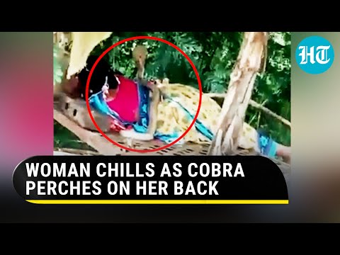 Cobra crawls up on woman lying on cot, netizens shocked | How It Unfolded