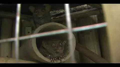 Tarsirs: One of the World's smallest MAMMALS