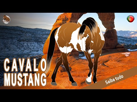 Vídeo: Tennessee andando a cavalo