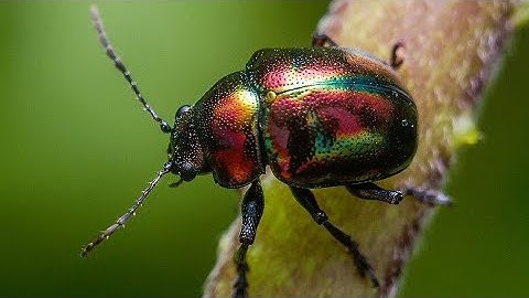 The top 7 Most Amazing Beetles in the World/ Extremely wonderful beetles in the world / Beetle /