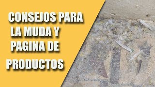 CRÍA CANARIOS (CONSEJOS PARA LA MUDA Y PÁGINA DE PRODUCTOS NATURALES)