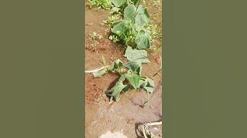 saving Cucumber plants that were on the verge of death #viral #shorts #plants #cucumber #lifesavers