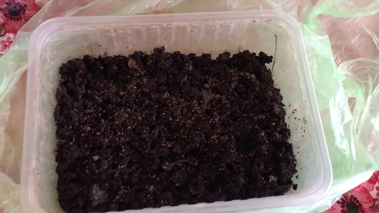 Как посадить семена сельдерея на рассаду