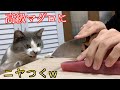 産まれて初めての高級マグロにニヤニヤが止まらなくなった元野良猫www