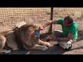 Как Олег Зубков льву Малышу прическу делал. Тайган | Man combing a lion