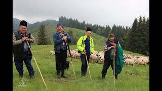 BACII DE LA STANA  DIN MUNCELUL JIETULUI  S-AU ADUNAT PENTRU MASURATUL OILOR O TRADITIE VECHE !