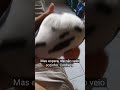 BICHO DE PELÚCIA DE PORQUINHO UM BONÉ XADREZ MARCA FOFY TOYS & BICHO DE PELÚCIA DA VAQUINHA. #2026