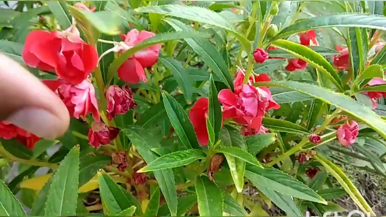 18 Red double balsam flower plant care and tips video byGurjit singh s